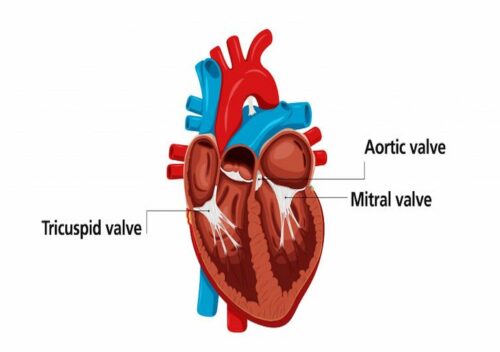 Mitral Valve